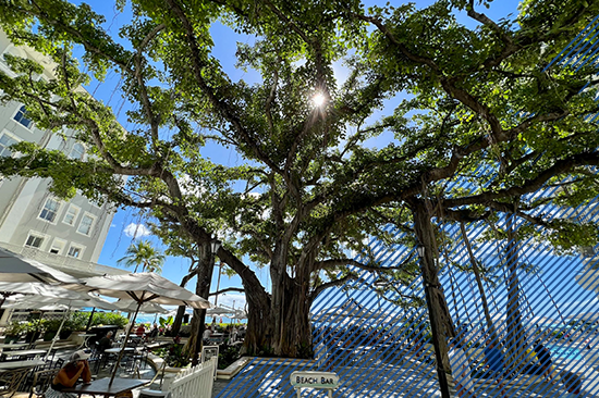HH_tree-1